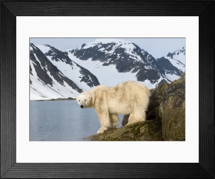 Framed Print : DDE-90034312 Framed Print : DDE-90034312
