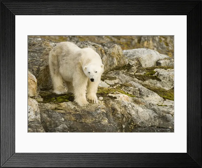 Framed Print : DDE-90034313 Framed Print : DDE-90034313