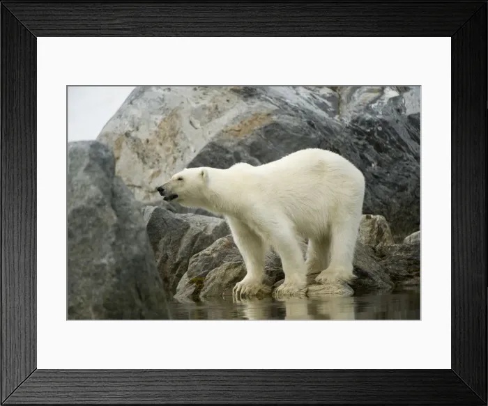 Framed Print : DDE-90034320 Framed Print : DDE-90034320