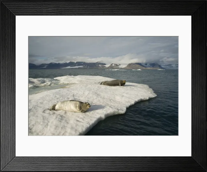 Framed Print : DDE-90034321 Framed Print : DDE-90034321