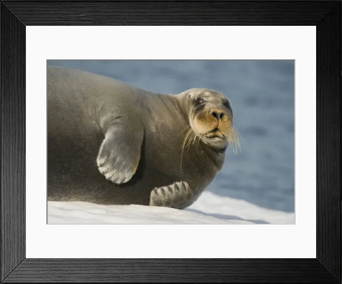 Framed Print : DDE-90034323 Framed Print : DDE-90034323