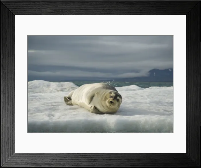 Framed Print : DDE-90034325 Framed Print : DDE-90034325