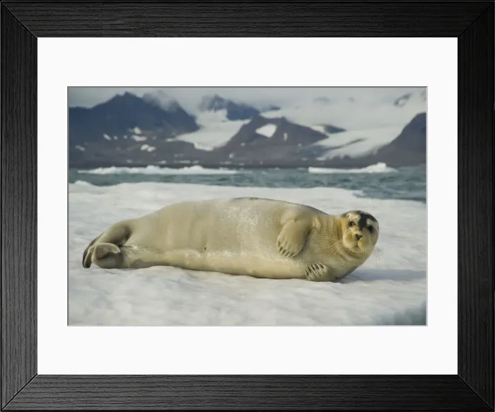 Framed Print : DDE-90034326 Framed Print : DDE-90034326