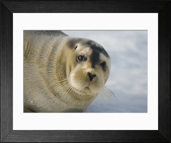 Framed Print : DDE-90034327 Framed Print : DDE-90034327