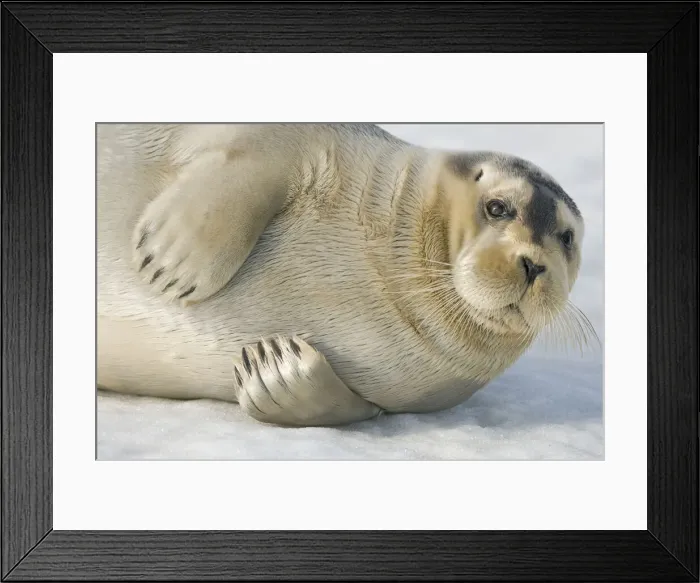 Framed Print : DDE-90034328 Framed Print : DDE-90034328