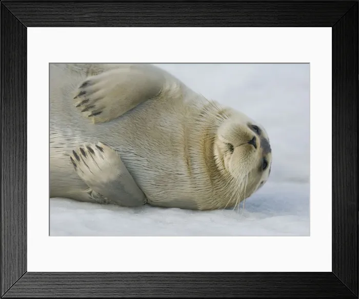 Framed Print : DDE-90034329 Framed Print : DDE-90034329