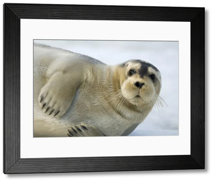 Framed Print : DDE-90034330 Framed Print : DDE-90034330