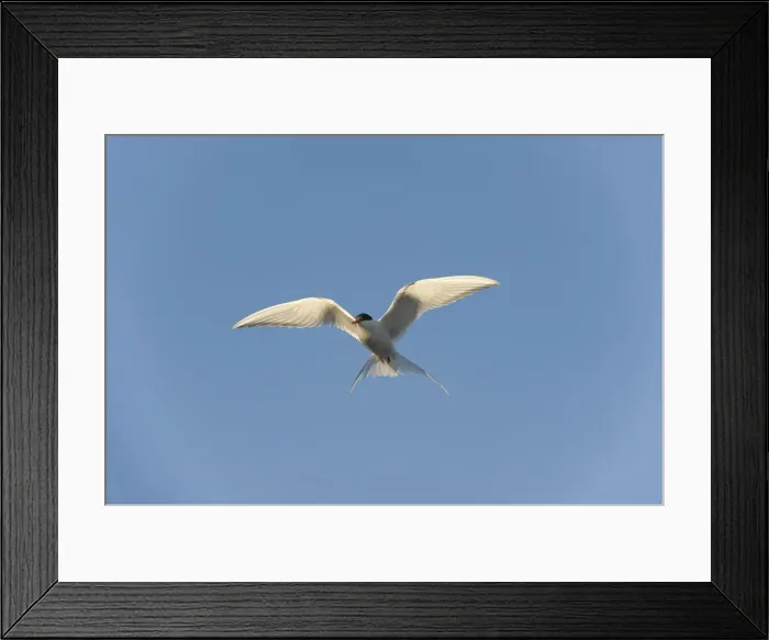 Framed Print : DDE-90034331