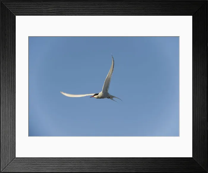 Framed Print : DDE-90034332
