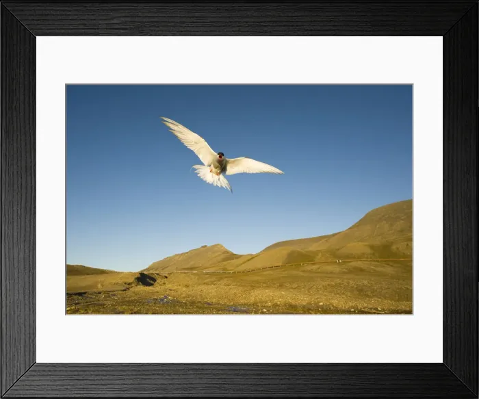 Framed Print : DDE-90034333 Framed Print : DDE-90034333