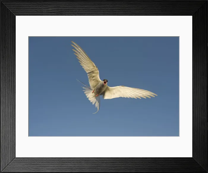 Framed Print : DDE-90034334