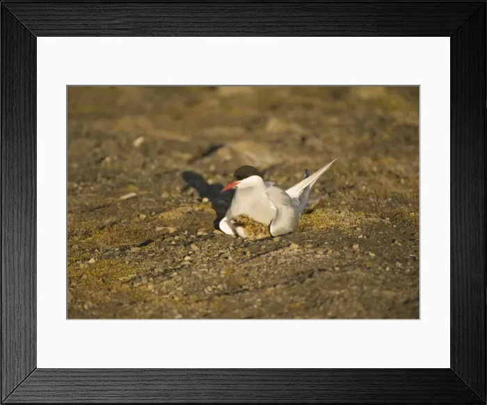 Framed Print : DDE-90034335 Framed Print : DDE-90034335