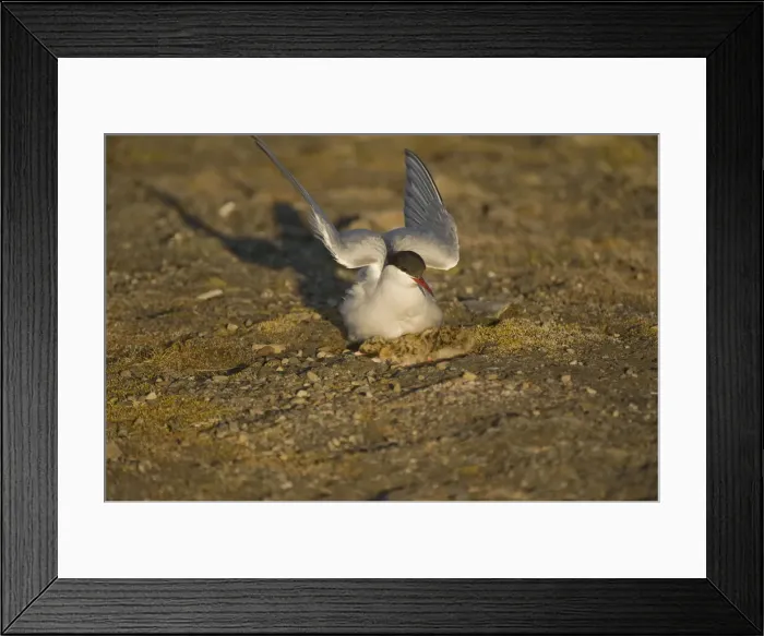 Framed Print : DDE-90034336