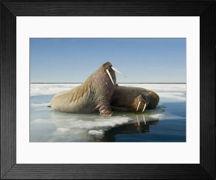 Framed Print : DDE-90034337 Framed Print : DDE-90034337