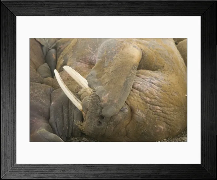 Framed Print : DDE-90034338 Framed Print : DDE-90034338