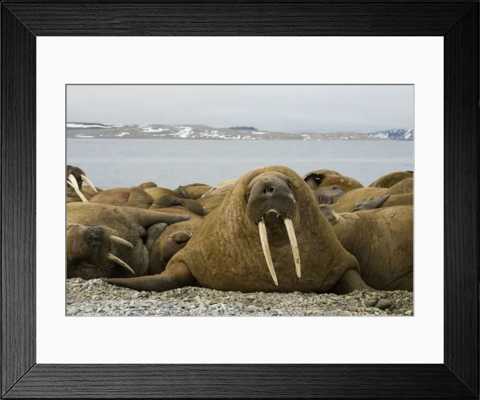 Framed Print : DDE-90034339 Framed Print : DDE-90034339