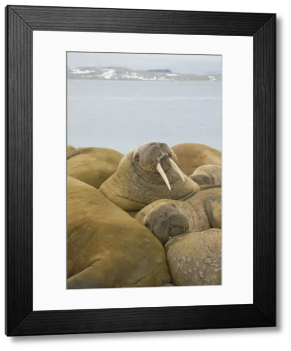 Framed Print : DDE-90034340 Framed Print : DDE-90034340