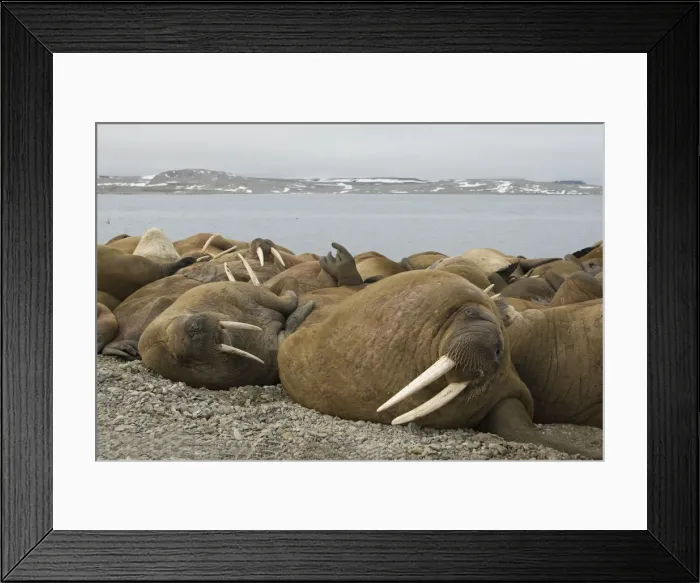 Framed Print : DDE-90034341 Framed Print : DDE-90034341