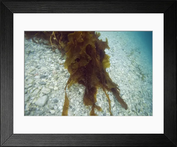 Framed Print : DDE-90034342