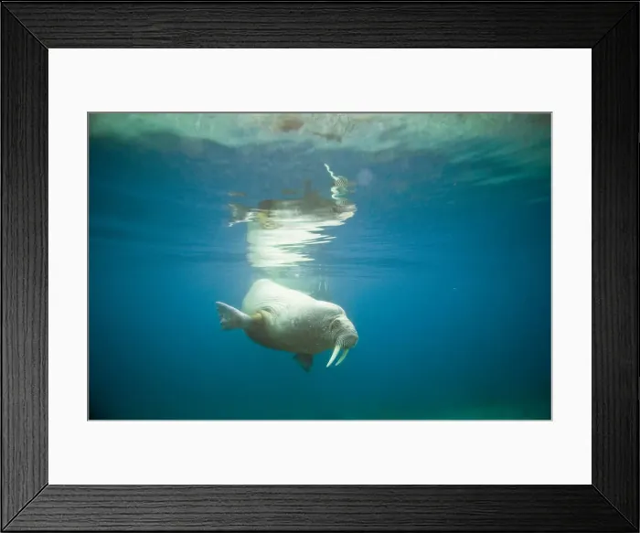 Framed Print : DDE-90034343 Framed Print : DDE-90034343