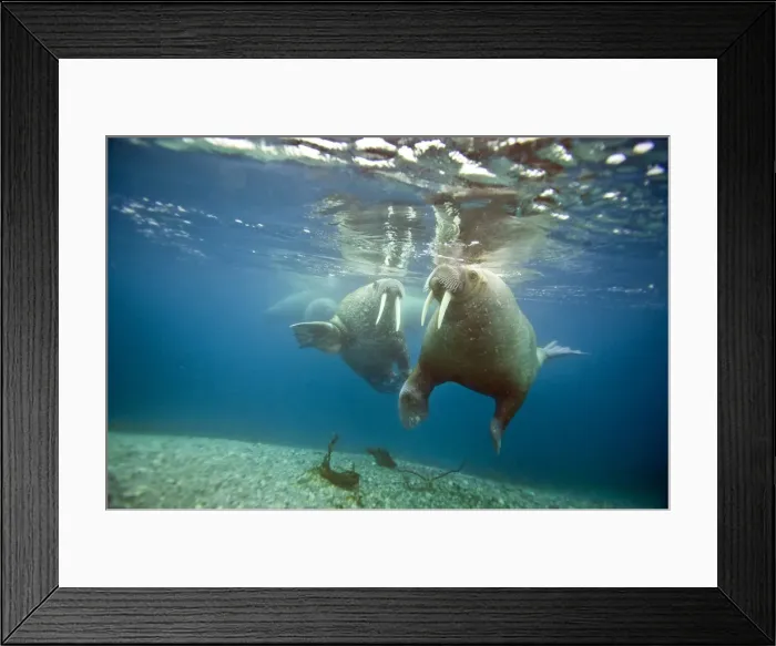 Framed Print : DDE-90034344 Framed Print : DDE-90034344