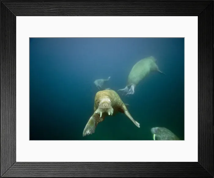 Framed Print : DDE-90034345 Framed Print : DDE-90034345