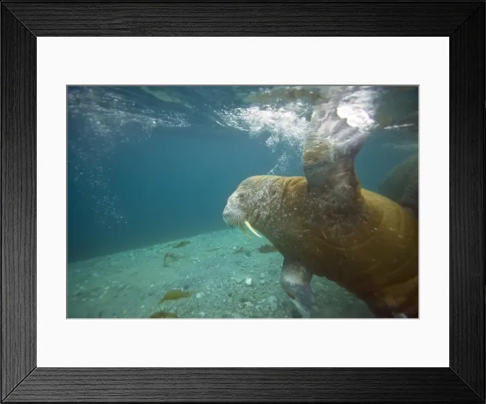 Framed Print : DDE-90034346 Framed Print : DDE-90034346