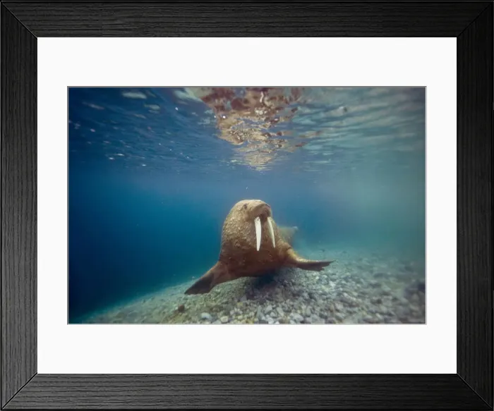 Framed Print : DDE-90034347 Framed Print : DDE-90034347