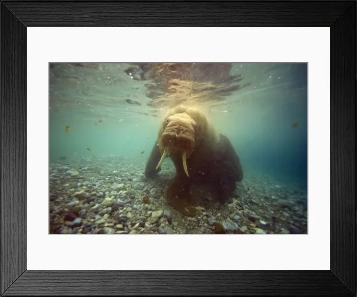Framed Print : DDE-90034348 Framed Print : DDE-90034348