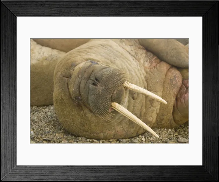 Framed Print : DDE-90034349 Framed Print : DDE-90034349