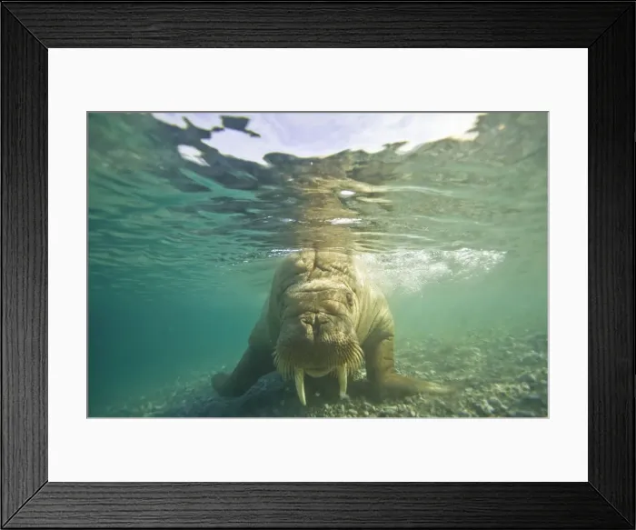 Framed Print : DDE-90034350 Framed Print : DDE-90034350