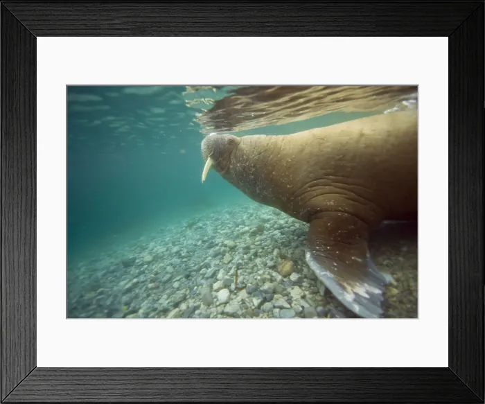 Framed Print : DDE-90034351 Framed Print : DDE-90034351
