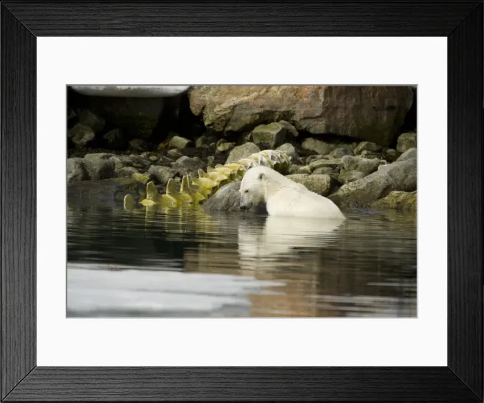 Framed Print : DDE-90034356 Framed Print : DDE-90034356