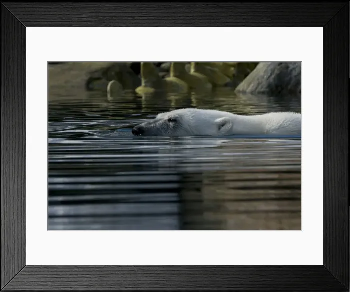 Framed Print : DDE-90034357 Framed Print : DDE-90034357