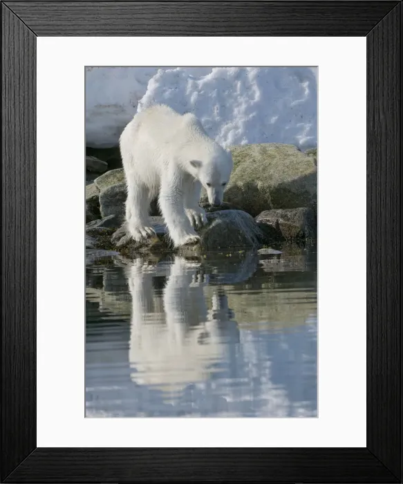 Framed Print : DDE-90034358 Framed Print : DDE-90034358