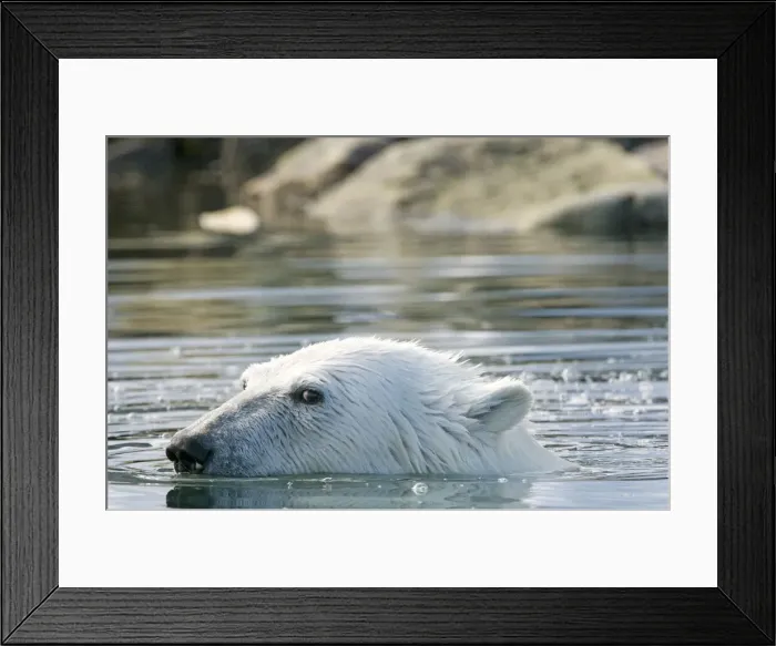 Framed Print : DDE-90034360 Framed Print : DDE-90034360