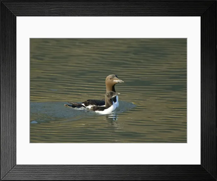 Framed Print : DDE-90034364 Framed Print : DDE-90034364