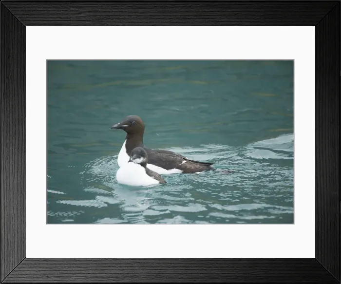 Framed Print : DDE-90034365 Framed Print : DDE-90034365