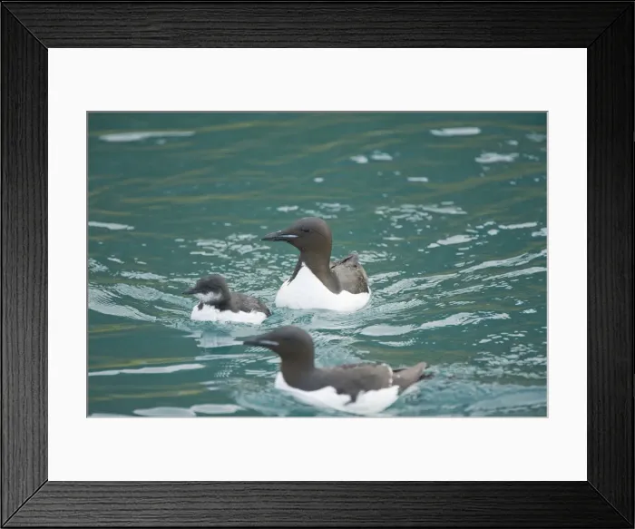 Framed Print : DDE-90034367 Framed Print : DDE-90034367