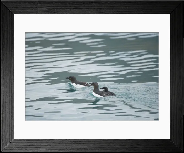 Framed Print : DDE-90034368 Framed Print : DDE-90034368