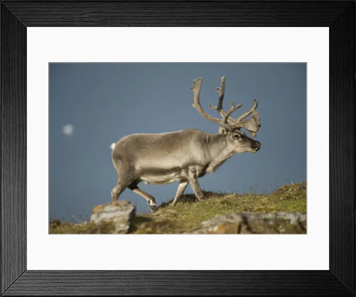 Framed Print : DDE-90034369 Framed Print : DDE-90034369