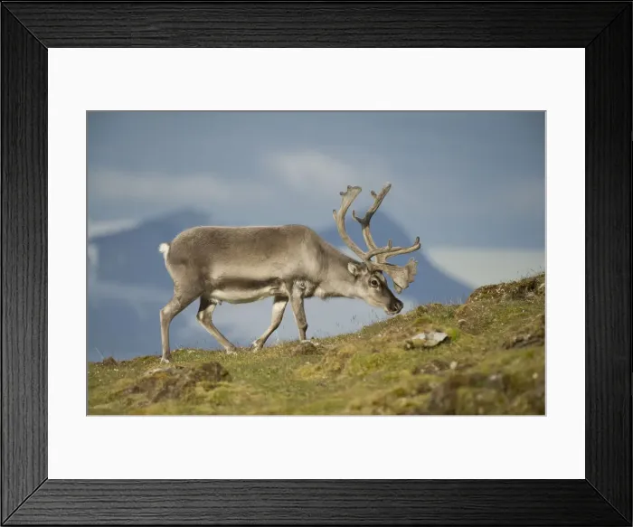 Framed Print : DDE-90034370 Framed Print : DDE-90034370