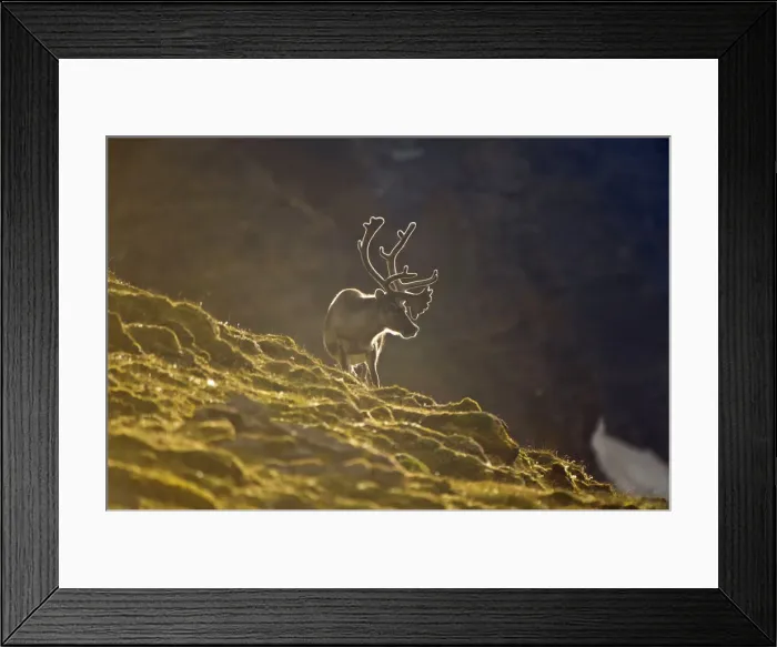 Framed Print : DDE-90034371 Framed Print : DDE-90034371