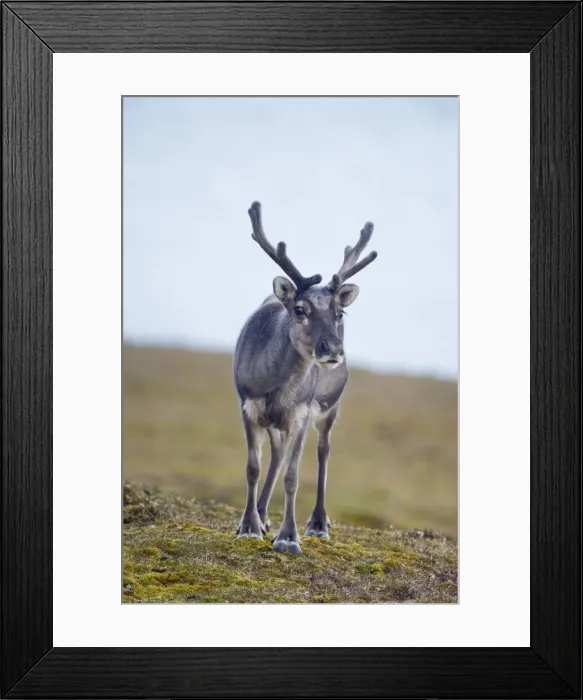 Framed Print : DDE-90034372 Framed Print : DDE-90034372