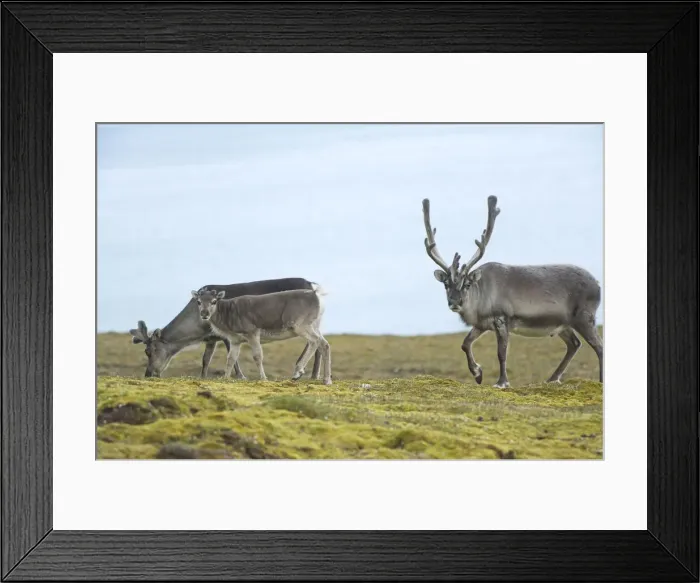 Framed Print : DDE-90034373 Framed Print : DDE-90034373