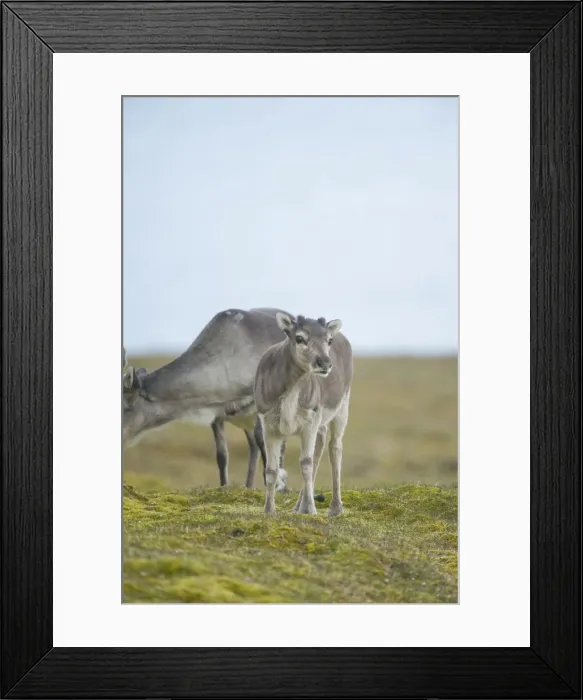 Framed Print : DDE-90034374 Framed Print : DDE-90034374