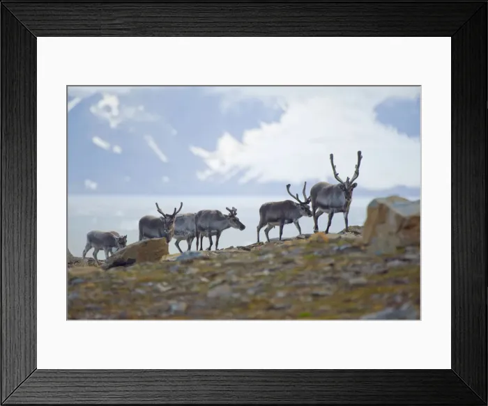 Framed Print : DDE-90034375 Framed Print : DDE-90034375