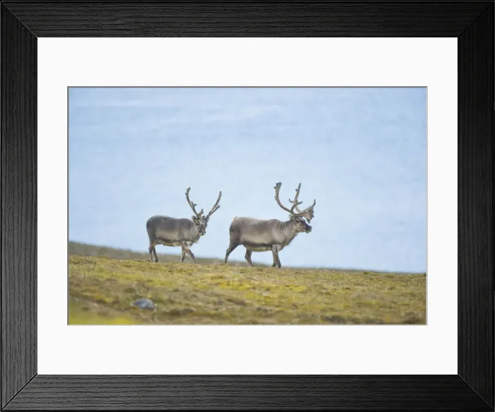Framed Print : DDE-90034376 Framed Print : DDE-90034376