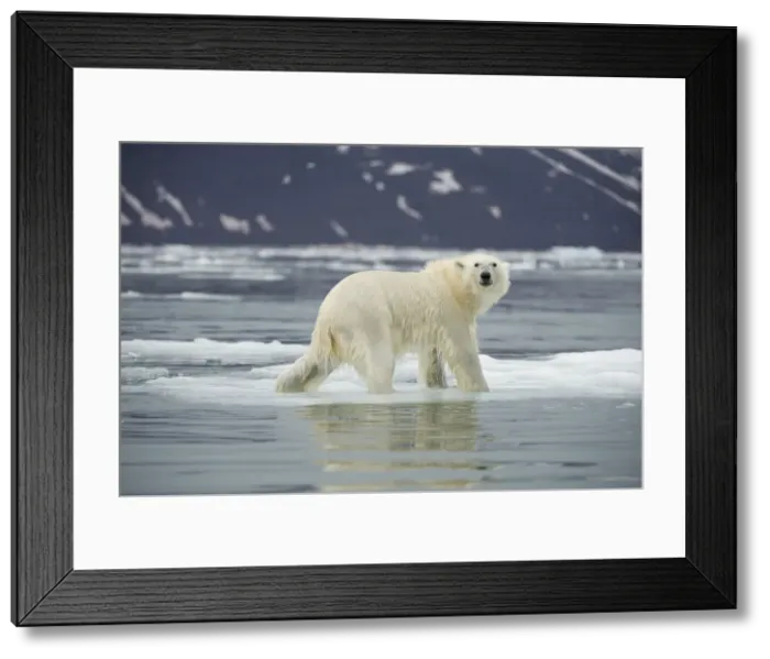 Framed Print : DDE-90034379 Framed Print : DDE-90034379