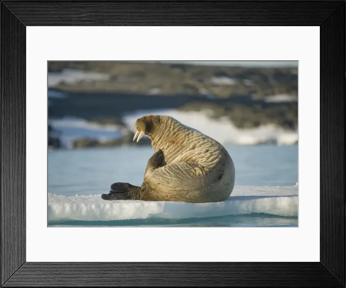 Framed Print : DDE-90034381 Framed Print : DDE-90034381